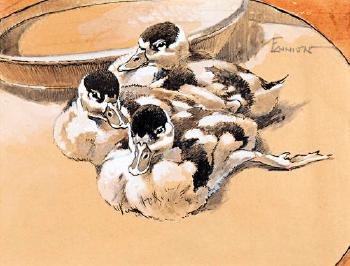 Study of three ducklings by 
																	Eric Ennion