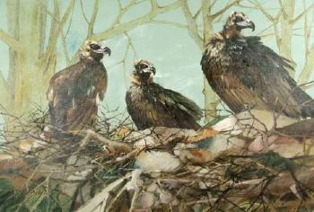 Les vautours moines by 
																	Jean-Pierre Daubin