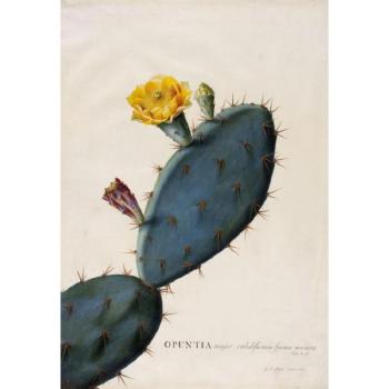 Opuntia major validissimis spinis munita - prickly pear cactus by 
																	Georg Dyonis Ehret