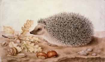 Hedgehog in a landscape by 
																	Giovanna Garzoni