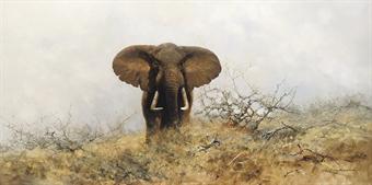 Lone bull elephant by 
																	David Shepherd