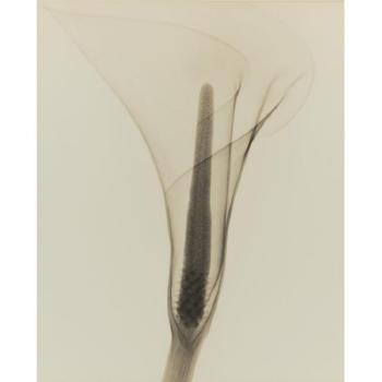 X-ray Of A Lily by 
																	Dain L Tasker
