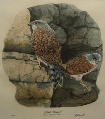 Rock Kestrel; Falco Tinnunculus by 
																	Gail Darroll