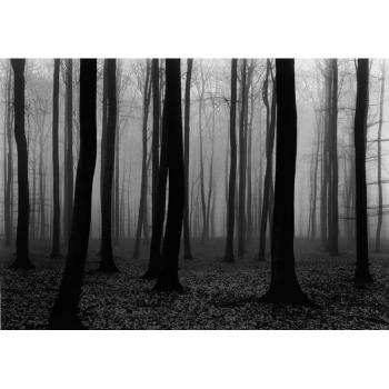 Luxembourg woods, no 2 by 
																	Vincent Vallarino