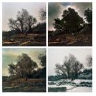 Four Seasons - Spring, Summer, Fall, Winter (Set Of Four) by 
																	 Hai Bo