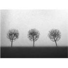Three trees by 
																	Danja Akulin