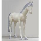 Silver haired horse by 
																	 Yu Fan