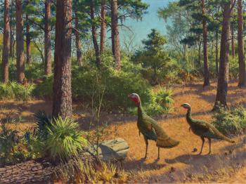 Wild Turkey Hunt by 
																	Aiden Lassell Ripley